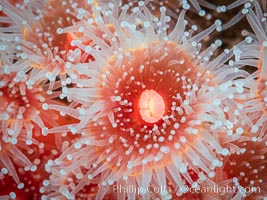 Corynactis anemone polyp, a corallimorph, extends its arms into passing ocean currents to catch food, Corynactis californica, San Diego, California