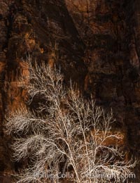 Fremont Cottonwood Tree in winter sillhouette against red Zion Canyon walls, Zion National Park, Utah