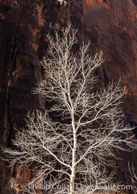 Fremont Cottonwood Tree in winter sillhouette against red Zion Canyon walls, Zion National Park, Utah