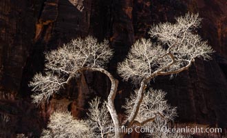 Fremont Cottonwood Tree in winter sillhouette against red Zion Canyon walls, Zion National Park, Utah