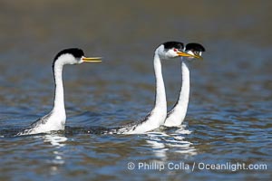 Courting Clark's Grebes on Lake Wohlford, Aechmophorus clarkii, Escondido, California