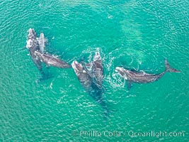 Courting group of southern right whales, aerial photo. Mating may occur as a result of this courting and social behavior, Eubalaena australis, Puerto Piramides, Chubut, Argentina