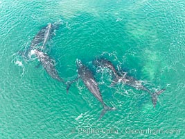 Courting group of southern right whales, aerial photo. Mating may occur as a result of this courting and social behavior, Eubalaena australis, Puerto Piramides, Chubut, Argentina