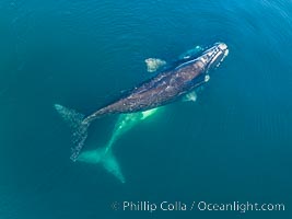 Courting group of southern right whales, aerial photo. Mating may occur as a result of this courting and social behavior.  The white whale seen here is a serious player named El Copulador (the copulator) and is often seen in mating and courting groups of southern right whales at Peninsula Valdes. His light coloration is an indication that he was a white calf, but he did not darken as he aged in the way most white southern right whale calves do, Eubalaena australis, Puerto Piramides, Chubut, Argentina