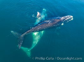 Courting group of southern right whales, aerial photo. Mating may occur as a result of this courting and social behavior.  The white whale seen here is a serious player named El Copulador (the copulator) and is often seen in mating and courting groups of southern right whales at Peninsula Valdes. His light coloration is an indication that he was a white calf, but he did not darken as he aged in the way most white southern right whale calves do, Eubalaena australis, Puerto Piramides, Chubut, Argentina