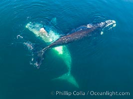 Courting group of southern right whales, aerial photo. Mating may occur as a result of this courting and social behavior.  The white whale seen here is a serious player named El Copulador (the copulator) and is often seen in mating and courting groups of southern right whales at Peninsula Valdes. His light coloration is an indication that he was a white calf, but he did not darken as he aged in the way most white southern right whale calves do, Eubalaena australis, Puerto Piramides, Chubut, Argentina