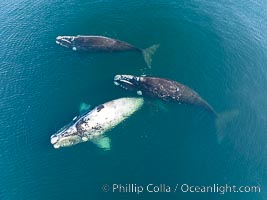 Courting group of southern right whales, aerial photo. Mating may occur as a result of this courting and social behavior.  The white whale seen here is a serious player named El Copulador (the copulator) and is often seen in mating and courting groups of southern right whales at Peninsula Valdes. His light coloration is an indication that he was a white calf, but he did not darken as he aged in the way most white southern right whale calves do, Eubalaena australis, Puerto Piramides, Chubut, Argentina