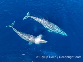 Courting Pair of Gray Whales, Aerial Photo, San Diego. Courtship during the southern migration, far to the north of the Mexican lagoons of Baja California where most gray whale births take place, Eschrichtius robustus