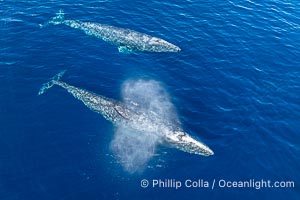 Courting Pair of Gray Whales, Aerial Photo, San Diego. Courtship during the southern migration, far to the north of the Mexican lagoons of Baja California where most gray whale births take place, Eschrichtius robustus