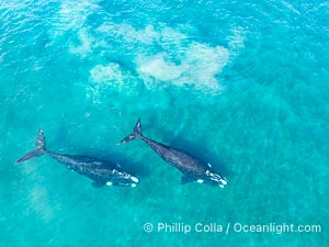 Courting Pair of Southern Right Whales, Aerial Photo, Sand is disturbed in the shallow waters of Golfo Nuevo from their socialization and mating activities. By permission of the Government of Argentina, Chubut, permit # 51 / 2025-SsCyA, Eubalaena australis, Puerto Piramides