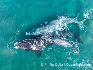 Courting Pair of Southern Right Whales, Aerial Photo. The female is dark while the male is light. The female's calf is alongside its mother. By permission of the Government of Argentina, Chubut, permit # 51 / 2025-SsCyA, Eubalaena australis, Puerto Piramides