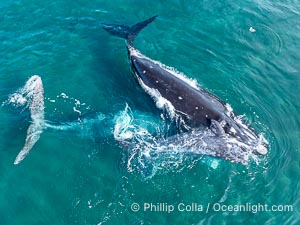 Courting Pair of Southern Right Whales, Aerial Photo. The female is dark while the male is light. The female's calf is alongside its mother. By permission of the Government of Argentina, Chubut, permit # 51 / 2025-SsCyA, Eubalaena australis, Puerto Piramides