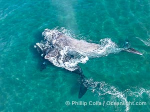 Courting Pair of Southern Right Whales, Aerial Photo. By permission of the Government of Argentina, Chubut, permit # 51 / 2025-SsCyA, Eubalaena australis, Puerto Piramides