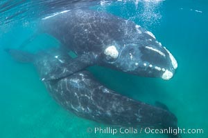 Courting pair of southern right whales underwater, Eubalaena australis. In this image, the male is below and inverted (belly up) and the female is at the surface. While the posture in this photo isn't quite mating, it is a courting behavior that often precedes mating, Eubalaena australis, Puerto Piramides, Chubut, Argentina