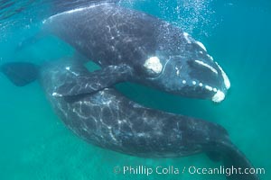 Courting pair of southern right whales underwater, Eubalaena australis. In this image, the male is below and inverted (belly up) and the female is at the surface. While the posture in this photo isn't quite mating, it is a courting behavior that often precedes mating, Eubalaena australis, Puerto Piramides, Chubut, Argentina