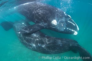 Courting pair of southern right whales underwater, Eubalaena australis. In this image, the male is below and inverted (belly up) and the female is at the surface. While the posture in this photo isn't quite mating, it is a courting behavior that often precedes mating.