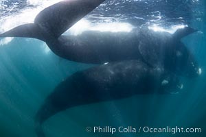 Courting pair of southern right whales underwater, Eubalaena australis. While the posture in this photo isn't quite mating, it is a courting behavior that often precedes mating.  The male is below, upside down and trying to access the female belly-to-belly. However, the female does not want to mate, so she has positioned herself upside down at the surface so that the males in the courting group cannot reach her genital slit, Eubalaena australis, Puerto Piramides, Chubut, Argentina