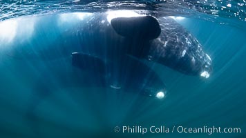 Courting pair of southern right whales underwater, Eubalaena australis. While the posture in this photo isn't quite mating, it is a courting behavior that often precedes mating.  The male is below, upside down and trying to access the female belly-to-belly. However, the female does not want to mate, so she has positioned herself upside down at the surface so that the males in the courting group cannot reach her genital slit, Eubalaena australis, Puerto Piramides, Chubut, Argentina