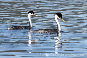 Courting Pair of Western Grebes, Lake Hodges, San Diego, Aechmophorus occidentalis