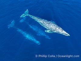 Courting Trio of Gray Whales, Aerial Photo, San Diego. Courtship during the southern migration, far to the north of the Mexican lagoons of Baja California where most gray whale births take place, Eschrichtius robustus