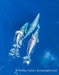 Courting Trio of Gray Whales, Aerial Photo, San Diego. Courtship during the southern migration, far to the north of the Mexican lagoons of Baja California where most gray whale births take place, Eschrichtius robustus