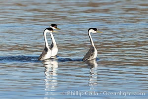 Courting Trio of Western Grebes, Aechmophorus occidentalis, Lake Hodges, San Diego, California