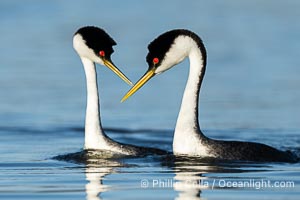 Courting Western Grebes, Aechmophorus occidentalis, Lake Wohlford, Escondido, California