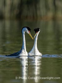 Courting Western Grebes, Aechmophorus occidentalis, Lake Wohlford, Escondido, California