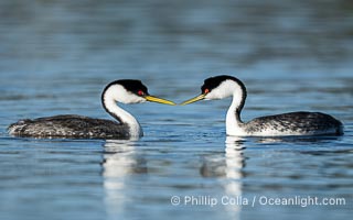 Courting Western Grebes, Aechmophorus occidentalis, Lake Wohlford, Escondido, California