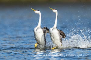 Western Grebes rushing across Lake Wohlford, exhibiting a spectacular courtship behavior in which the aquatic birds literally run across the surface of the water while their feet hit the water up to 20 times per second, Aechmophorus occidentalis, Escondido, California