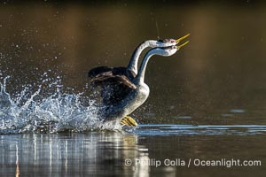 Western Grebes rushing across Lake Wohlford, exhibiting a spectacular courtship behavior in which the aquatic birds literally run across the surface of the water while their feet hit the water up to 20 times per second.  The grebe on the left is "Hook" famous for the fishing hook and line embedded in the back of his head, Aechmophorus occidentalis, Escondido, California
