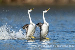 Western Grebes rushing across Lake Wohlford, exhibiting a spectacular courtship behavior in which the aquatic birds literally run across the surface of the water while their feet hit the water up to 20 times per second, Aechmophorus occidentalis, Escondido, California