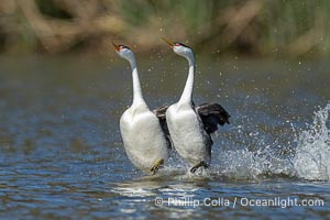 Western Grebe Rushing, Running Across Water, Aechmophorus occidentalis, Lake Wohlford, Escondido, California