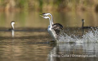 Western Grebes rushing across Lake Wohlford, exhibiting a spectacular courtship behavior in which the aquatic birds literally run across the surface of the water while their feet hit the water up to 20 times per second, Aechmophorus occidentalis, Escondido, California