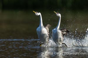 Western Grebes rushing across Lake Wohlford, exhibiting a spectacular courtship behavior in which the aquatic birds literally run across the surface of the water while their feet hit the water up to 20 times per second, Aechmophorus occidentalis, Escondido, California