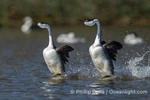 Western Grebes rushing across Lake Wohlford, exhibiting a spectacular courtship behavior in which the aquatic birds literally run across the surface of the water while their feet hit the water up to 20 times per second, Aechmophorus occidentalis, Escondido, California