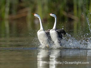 Western Grebes rushing across Lake Wohlford, exhibiting a spectacular courtship behavior in which the aquatic birds literally run across the surface of the water while their feet hit the water up to 20 times per second, Aechmophorus occidentalis, Escondido, California