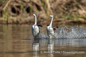 Western Grebes rushing across Lake Wohlford, exhibiting a spectacular courtship behavior in which the aquatic birds literally run across the surface of the water while their feet hit the water up to 20 times per second, Aechmophorus occidentalis, Escondido, California