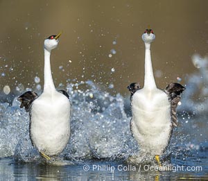 Western Grebes rushing across Lake Wohlford, exhibiting a spectacular courtship behavior in which the aquatic birds literally run across the surface of the water while their feet hit the water up to 20 times per second, Aechmophorus occidentalis, Escondido, California