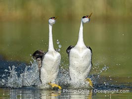 Western Grebes rushing across Lake Wohlford, exhibiting a spectacular courtship behavior in which the aquatic birds literally run across the surface of the water while their feet hit the water up to 20 times per second, Aechmophorus occidentalis, Escondido, California