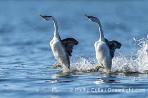 Western Grebes rushing across Lake Wohlford, exhibiting a spectacular courtship behavior in which the aquatic birds literally run across the surface of the water while their feet hit the water up to 20 times per second, Aechmophorus occidentalis, Escondido, California