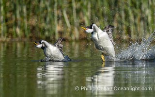 Western Grebes rushing across Lake Wohlford, exhibiting a spectacular courtship behavior in which the aquatic birds literally run across the surface of the water while their feet hit the water up to 20 times per second, Aechmophorus occidentalis, Escondido, California