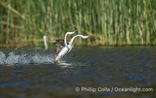 Western Grebes rushing across Lake Wohlford, exhibiting a spectacular courtship behavior in which the aquatic birds literally run across the surface of the water while their feet hit the water up to 20 times per second, Aechmophorus occidentalis, Escondido, California