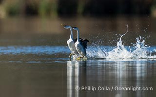 Western Grebes rushing across Lake Wohlford, exhibiting a spectacular courtship behavior in which the aquatic birds literally run across the surface of the water while their feet hit the water up to 20 times per second, Aechmophorus occidentalis, Escondido, California