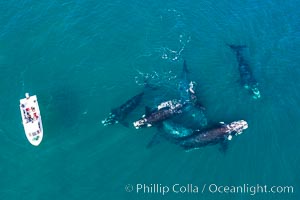 Courtship group of six Southern right whales, Eubalaena australis, Argentina