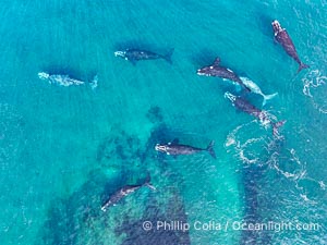 Aerial photo of Eight Southern Right Whales in a large Courtship / Mating Group at Peninsula Valdes, Argentina. Eubalaena australis. By permission of the Government of Argentina, Chubut, permit # 51 / 2025-SsCyA, Eubalaena australis, Puerto Piramides Aerial photo of Eight Southern Right Whales in a large Courtship / Mating Group at Peninsula Valdes, Argentina. Eubalaena australis. By permission of the Government of Argentina, Chubut, permit # 51 / 2025-SsCyA, Eubalaena australis, Puerto Piramides