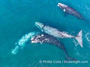 Aerial photo of Courtship / Mating Group of Southern Right Whales at Peninsula Valdes, Argentina. Eubalaena australis. By permission of the Government of Argentina, Chubut, permit # 51 / 2025-SsCyA, Eubalaena australis, Puerto Piramides