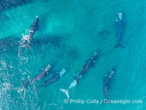 Aerial photo of Seven Southern Right Whales Engaged in Courtship / Mating at Peninsula Valdes, Argentina. Eubalaena australis. By permission of the Government of Argentina, Chubut, permit # 51 / 2025-SsCyA, Eubalaena australis, Puerto Piramides