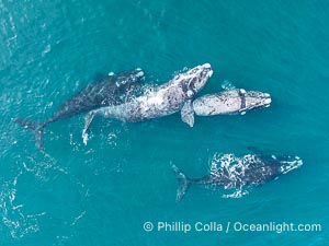 Aerial photo of Courtship / Mating Group of Southern Right Whales at Peninsula Valdes, Argentina. Eubalaena australis. By permission of the Government of Argentina, Chubut, permit # 51 / 2025-SsCyA, Eubalaena australis, Puerto Piramides