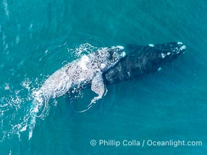 Aerial photo of Courtship / Mating Group of Southern Right Whales at Peninsula Valdes, Argentina. Eubalaena australis. By permission of the Government of Argentina, Chubut, permit # 51 / 2025-SsCyA, Eubalaena australis, Puerto Piramides
